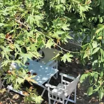 Sweet 1907 * Mikrós Prínos